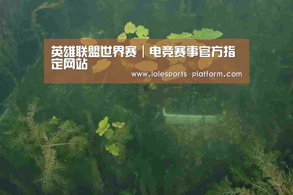 案例展示三